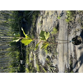 PLATAN KLONOLISTNY - sadzonki 80 / 120 cm